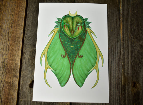 Luna Owl - 5 x 7